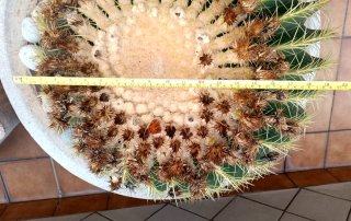 Cactus Kroenleinia grusonii