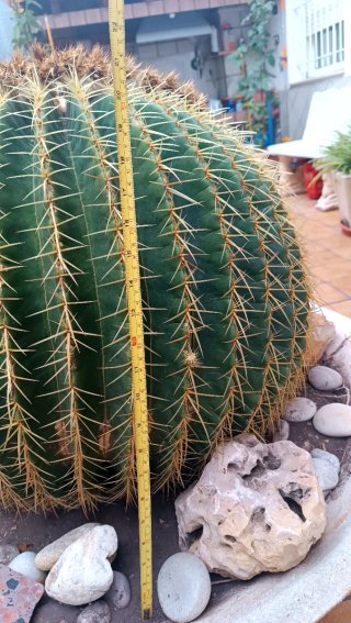Cactus Kroenleinia grusonii