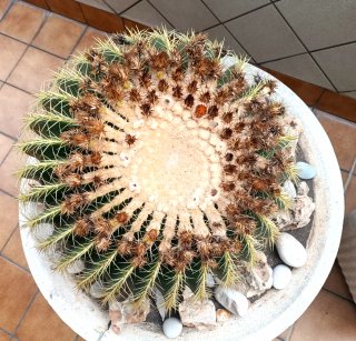Cactus Kroenleinia grusonii