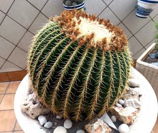 Cactus Kroenleinia grusonii