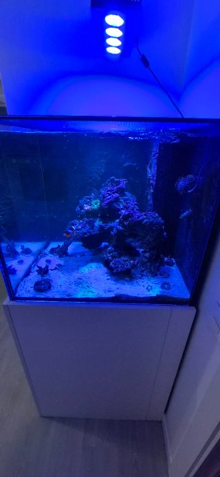 Acuario Marino Completo 70x70x60