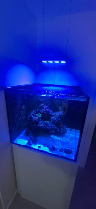 Acuario Marino Completo 70x70x60