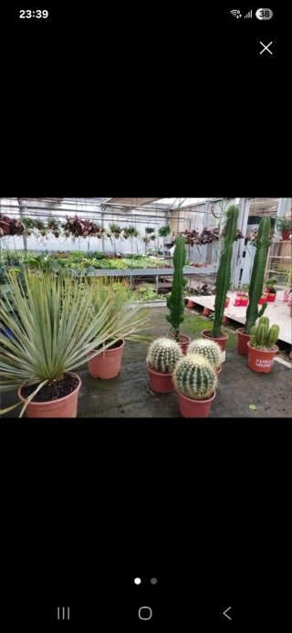 Servicios de Jardinería y Paisajismo
