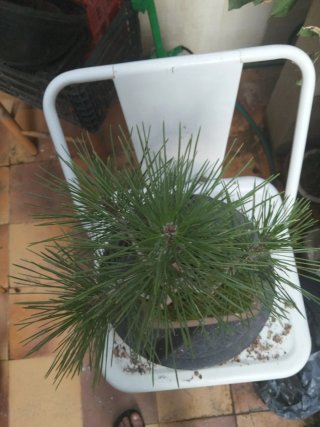 Bonsái Pino Corticosa - Saludable y Decorativo