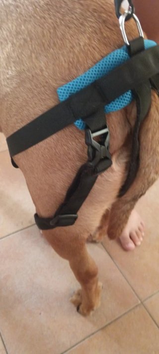Arnés de elevación y rehabilitación para perros