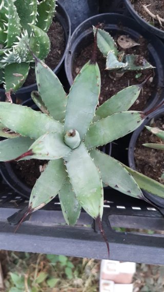 Pianta succulenta Agave