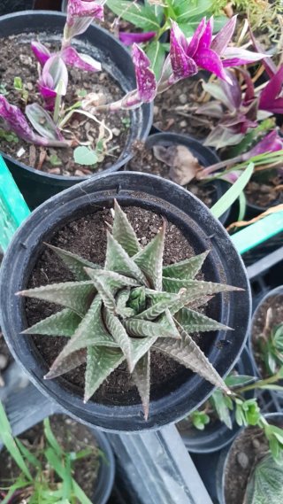 Pianta succulenta in vaso