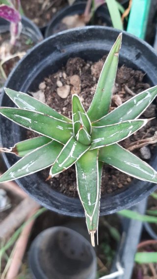 Pianta succulenta decorativa