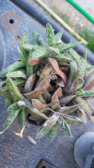 Pianta succulenta Gasteria