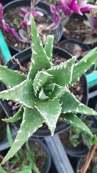 Pianta succulenta Aloe Vera