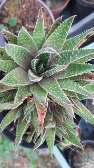 Pianta succulenta Aloe Vera