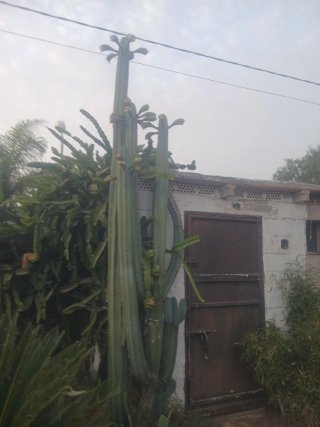 Cactus,planta preciosa