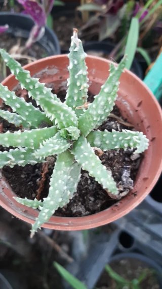 Pianta succulenta in vaso