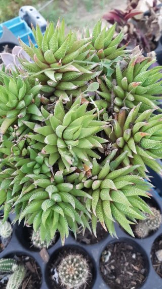 Pianta succulenta Haworthia