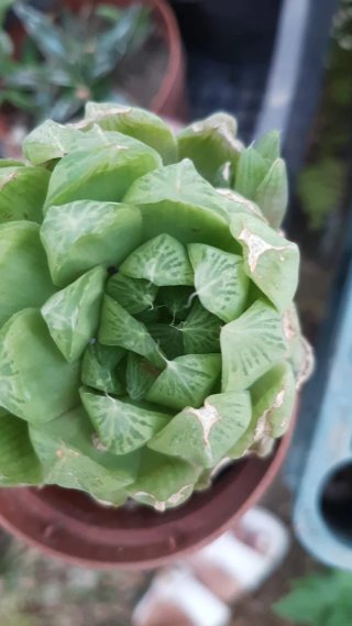 Pianta succulenta Haworthia