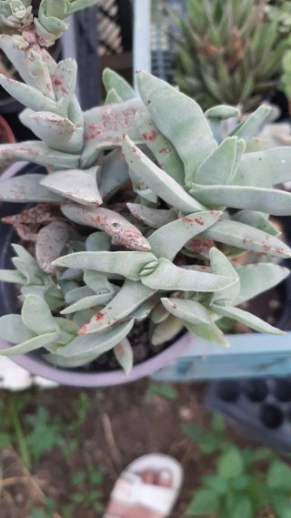 Pianta succulenta con macchie
