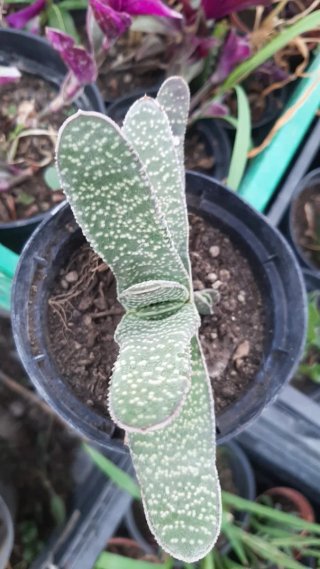 Pianta succulenta con foglie puntinate