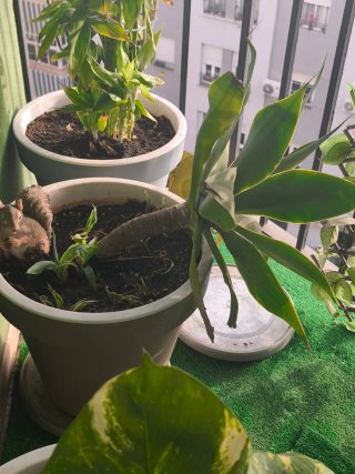Planta de interior: Ágape Cuello de Cisne.