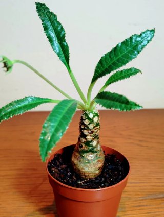 Planta.Caudex.Dorstenia Foetida.