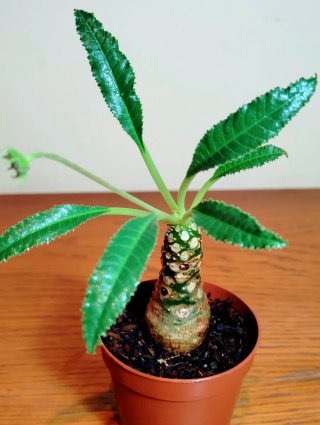 Planta.Caudex.Dorstenia Foetida.