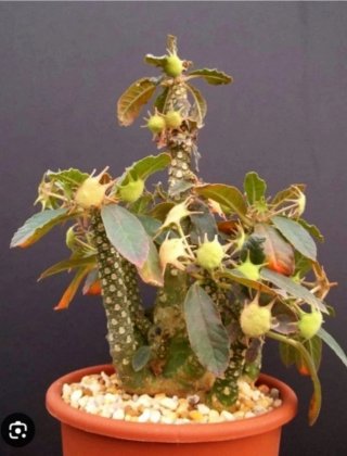 Planta.Caudex.Dorstenia Foetida.