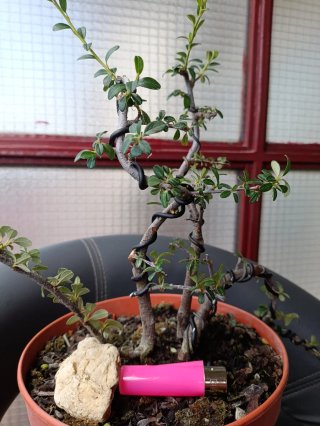 Pre bonsai Cotoneaster Dammerri