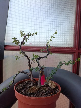 Pre bonsai Cotoneaster Dammerri