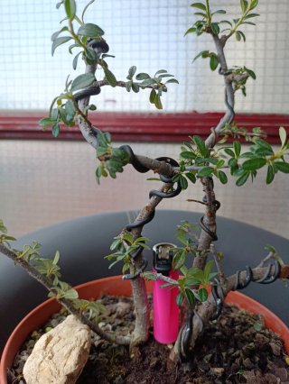 Pre bonsai Cotoneaster Dammerri