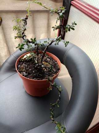 Pre bonsai Cotoneaster Dammerri