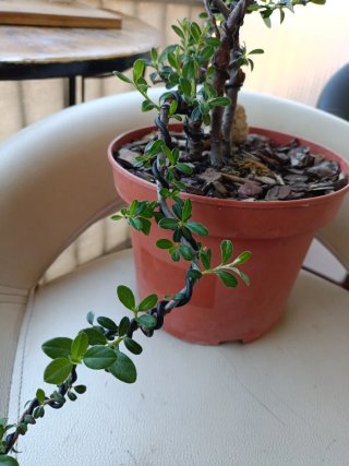 Pre bonsai Cotoneaster Dammerri