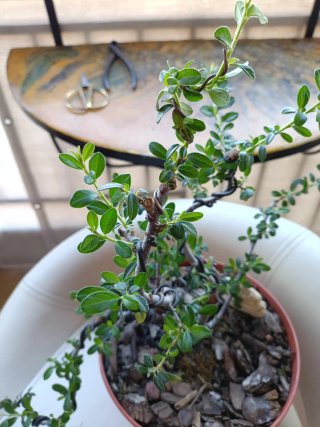 Pre bonsai Cotoneaster Dammerri