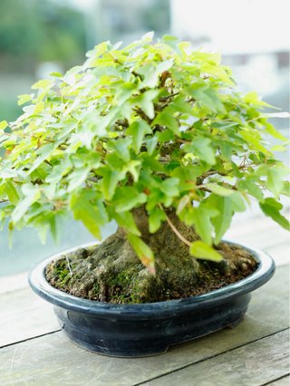 Bonsai Arce Buergerianum Shohin