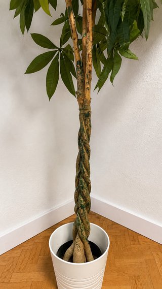Planta Artificial Pachira 180cm + Maceta Blanca