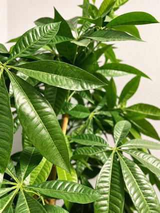 Planta Artificial Pachira 180cm + Maceta Blanca