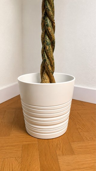 Planta Artificial Pachira 180cm + Maceta Blanca