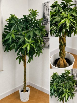 Planta Artificial Pachira 180cm + Maceta Blanca