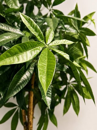 Planta Artificial Pachira 180cm + Maceta Blanca