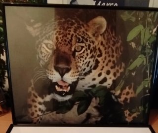 Cuadro Pantera Negra 40x50cm