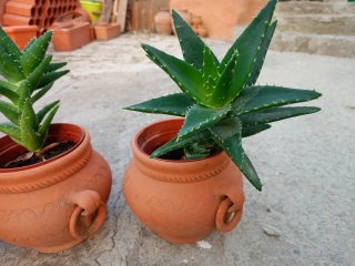 Macetas de barro más plantas