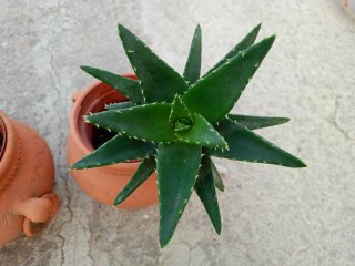 Macetas de barro más plantas