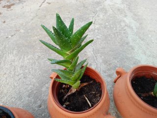 Macetas de barro más plantas