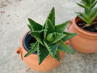 Macetas de barro más plantas