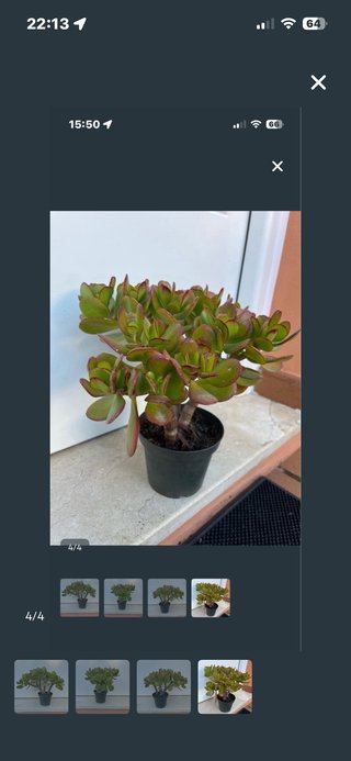 Bonsai árbol de jade