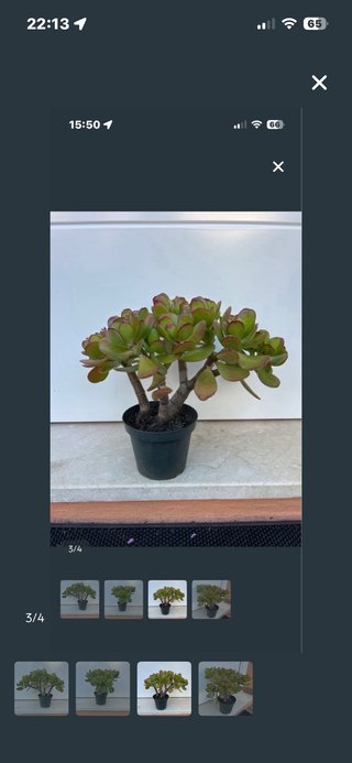 Bonsai árbol de jade