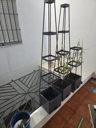 Tomatera elevada