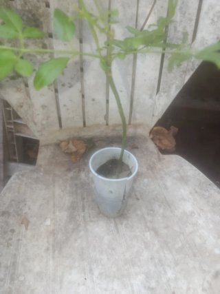 Planta natural