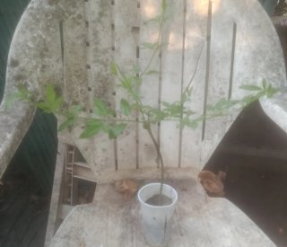 Planta natural
