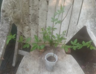 Planta natural
