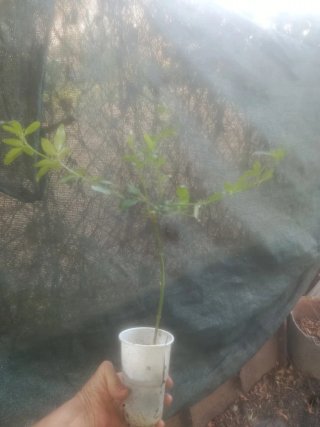 Planta natural