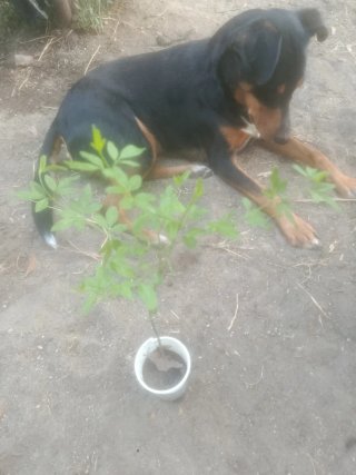 Planta natural